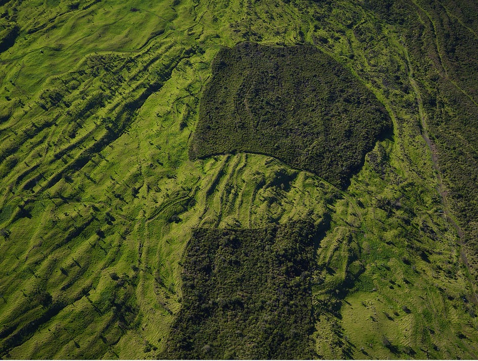 An overhead view of a mountainside in green, with two tidy squares of very dark green thickly growing with trees set amid lighter green grassland with few trees