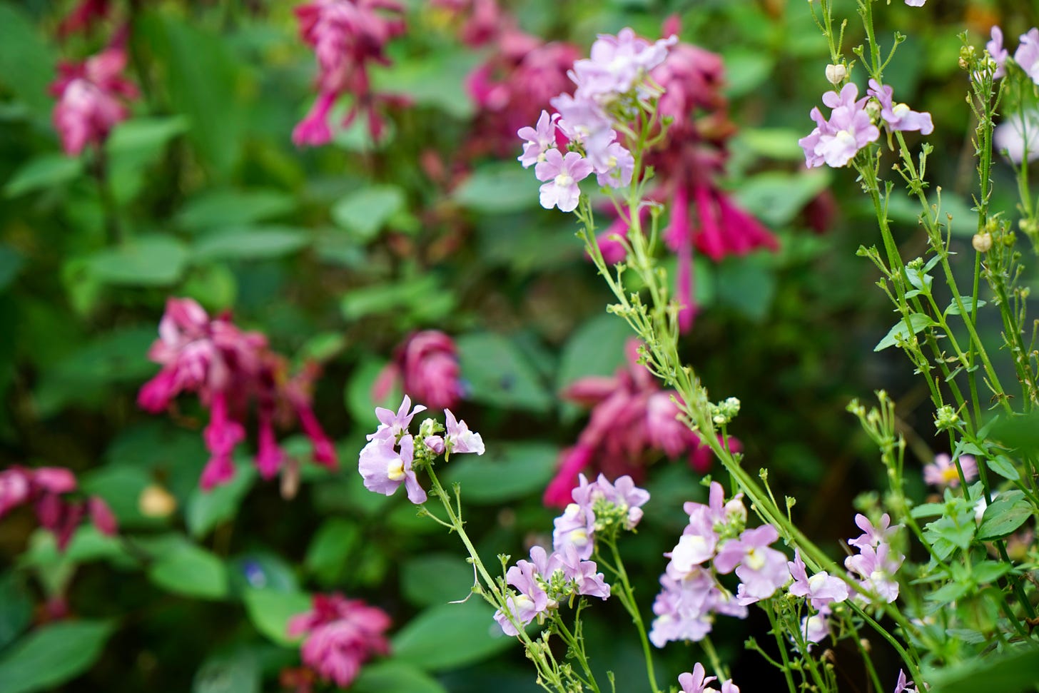 pink cottage garden flowers