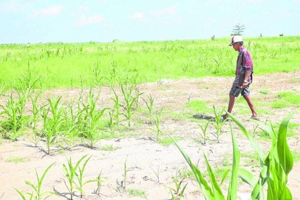 STUNTED Ricarte Nicolas checks on his corn plantation in the City of Ilagan, Isabela province, on Wednesday, as his crops start showing signs of stunting due to lack of rainfall in recent weeks. With the onset of the El Niño phenomenon, water levels in major dams in Luzon, including Magat in Isabela, have started to drop, reducing irrigation supply to farms. —VILLAMOR VISAYA JR.