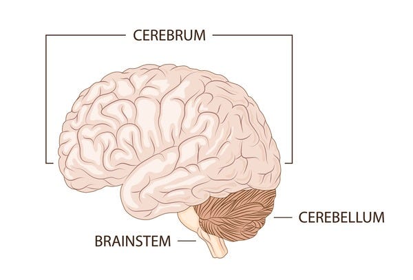 12,720 Cerebrum Cerebellum Royalty-Free Photos and Stock Images |  Shutterstock