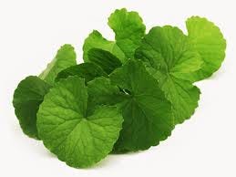 Does Gotu Kola Help Treat Varicose Veins?