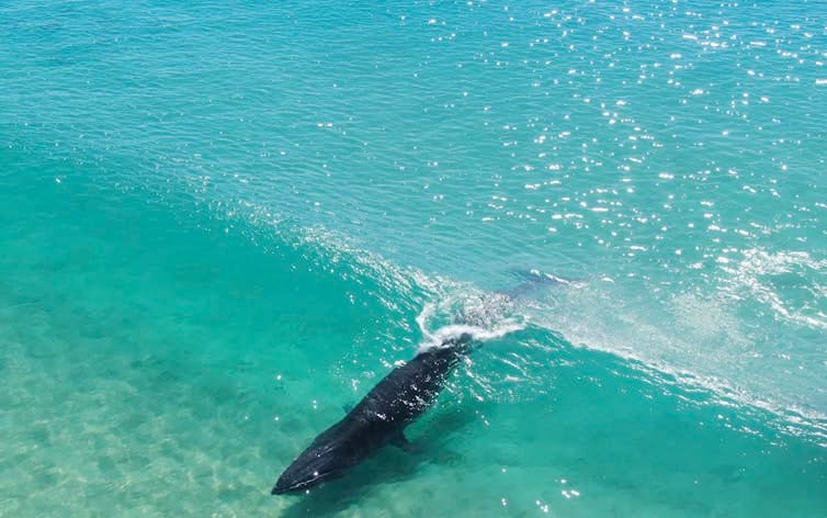 Aerial shot of a Bryde's whale, which looks like it's catching a wave