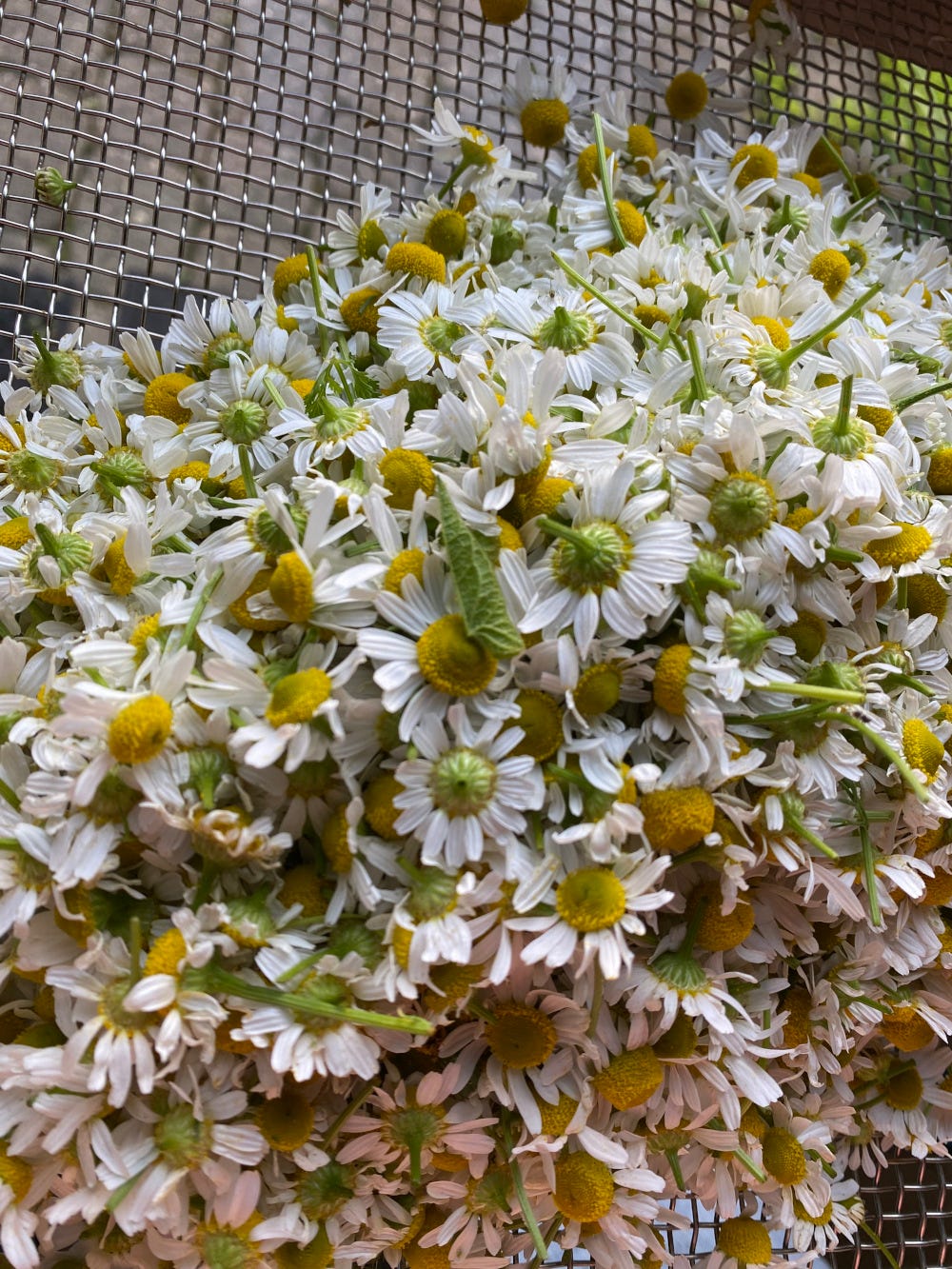 harvested chamomile flowers on a screen