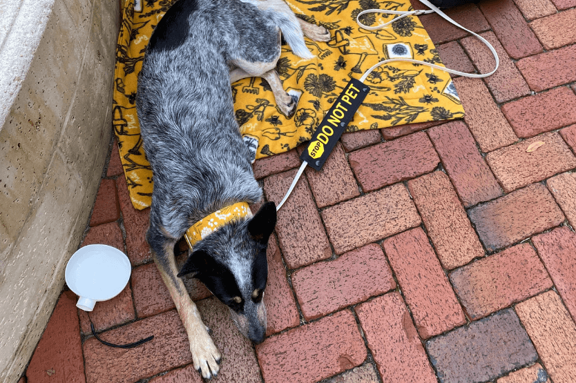 Scout the Australian cattle dog relaxes on a yellow floral mat while wearing a leash wrap that says Do Not Pet