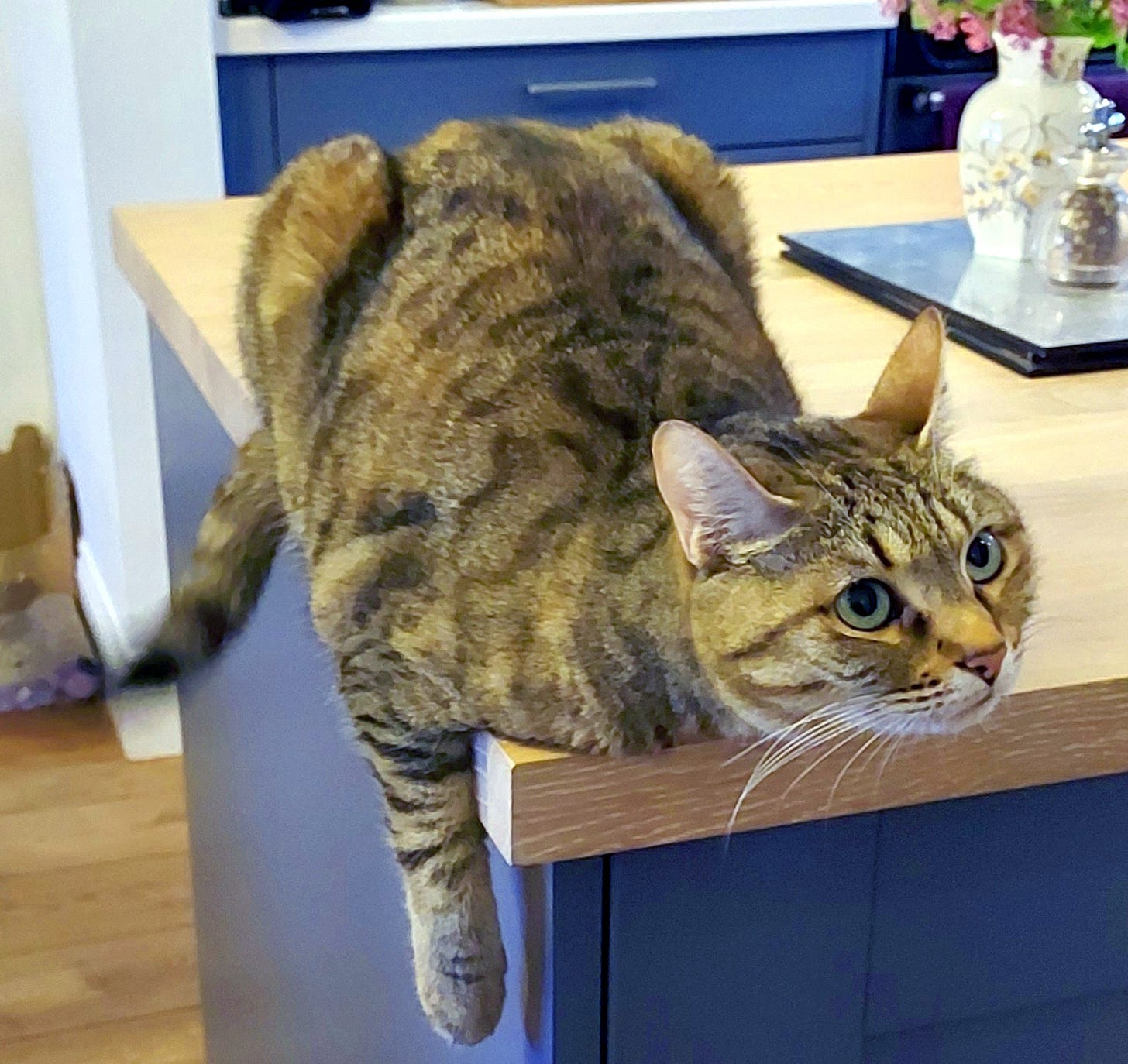 Tabby cat draped over a corner of a kitchen worktop.