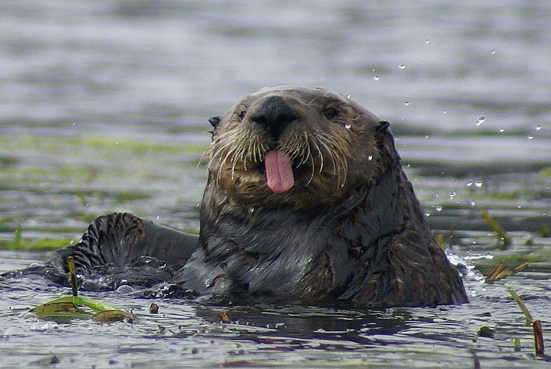 A sea otter sticks its tongue out