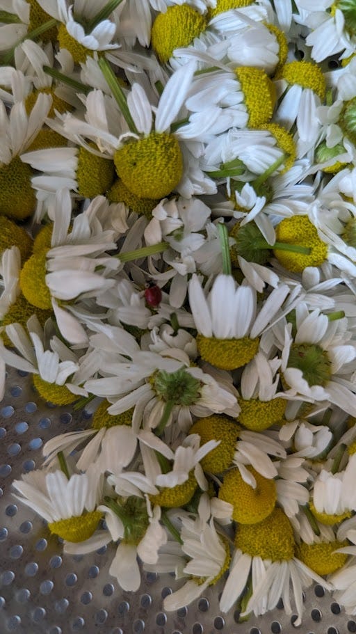 a tiny ladybug in the middle of hundreds of cut chamomile flowers, white petals around fluffy yellow centers