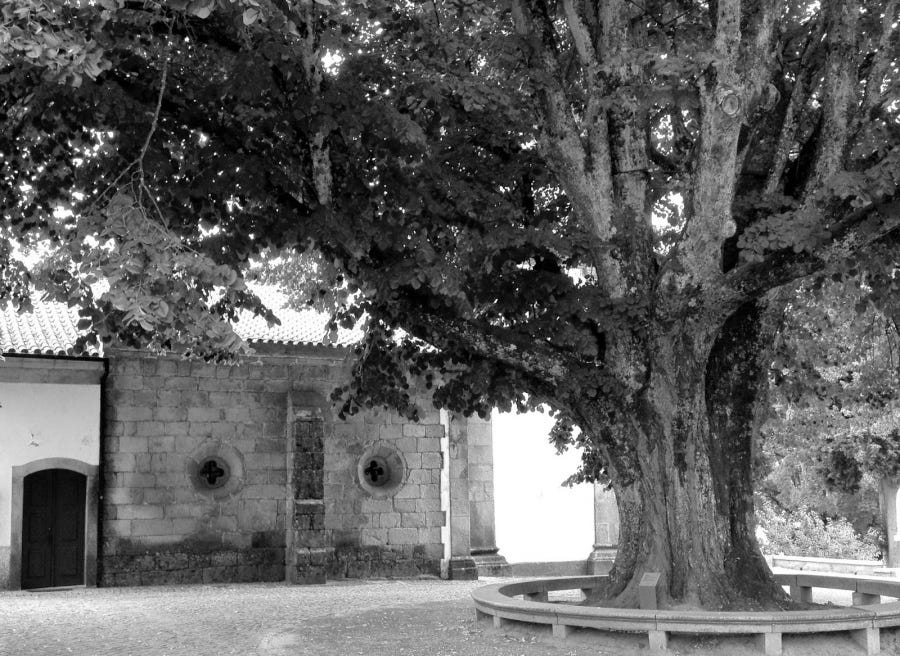 Centennial Linden in Oliveira do Hospital could not resist the weather