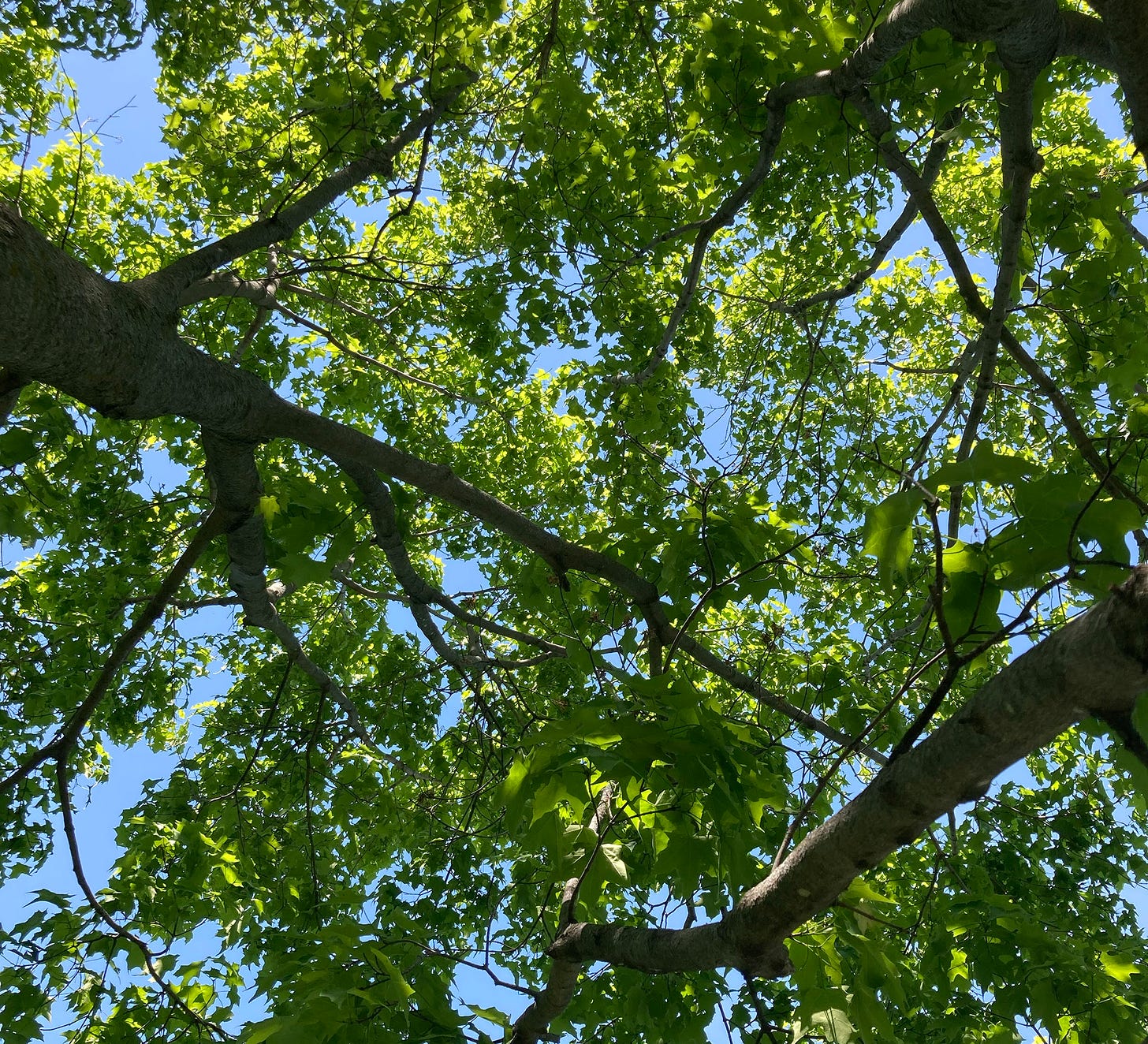 A green canopy overhead
