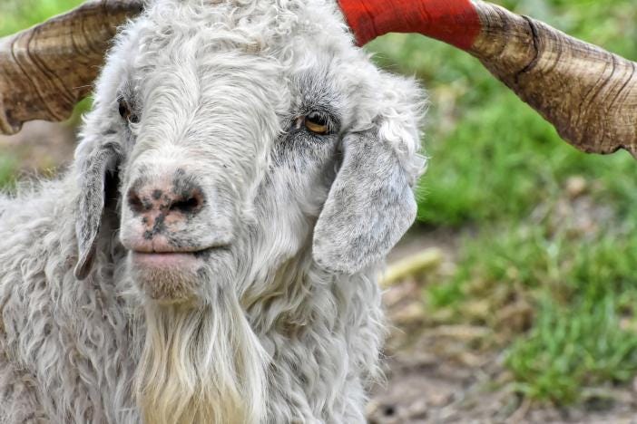 goat with red on the horn