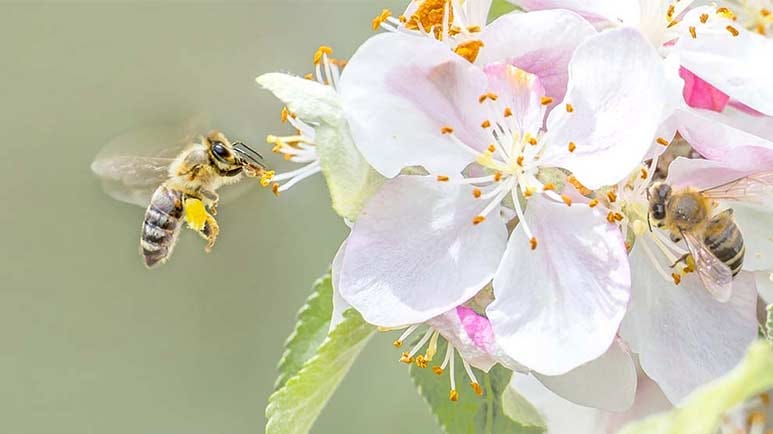 pollinator advocates