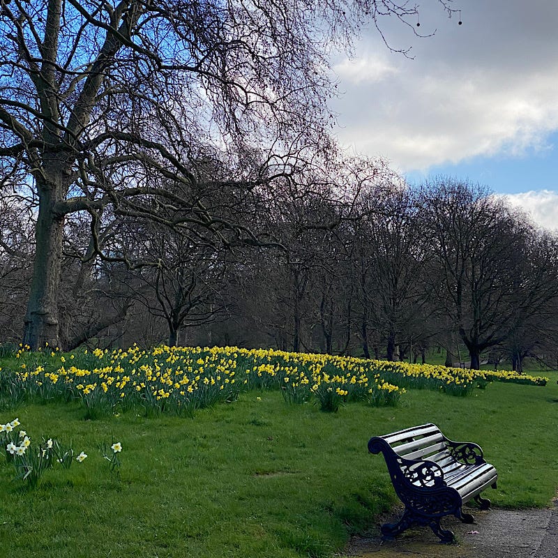 Green Park spring time  daffodils