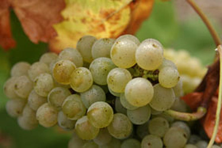 Ripe Melon de Bourgogne grapes ready for harvest at Domaine Jean Aubron in Muscadet. (Photo from the winery's web page.)