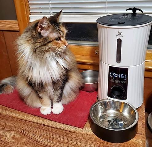 11 Best Automatic Cat Feeders For Consistent Mealtimes