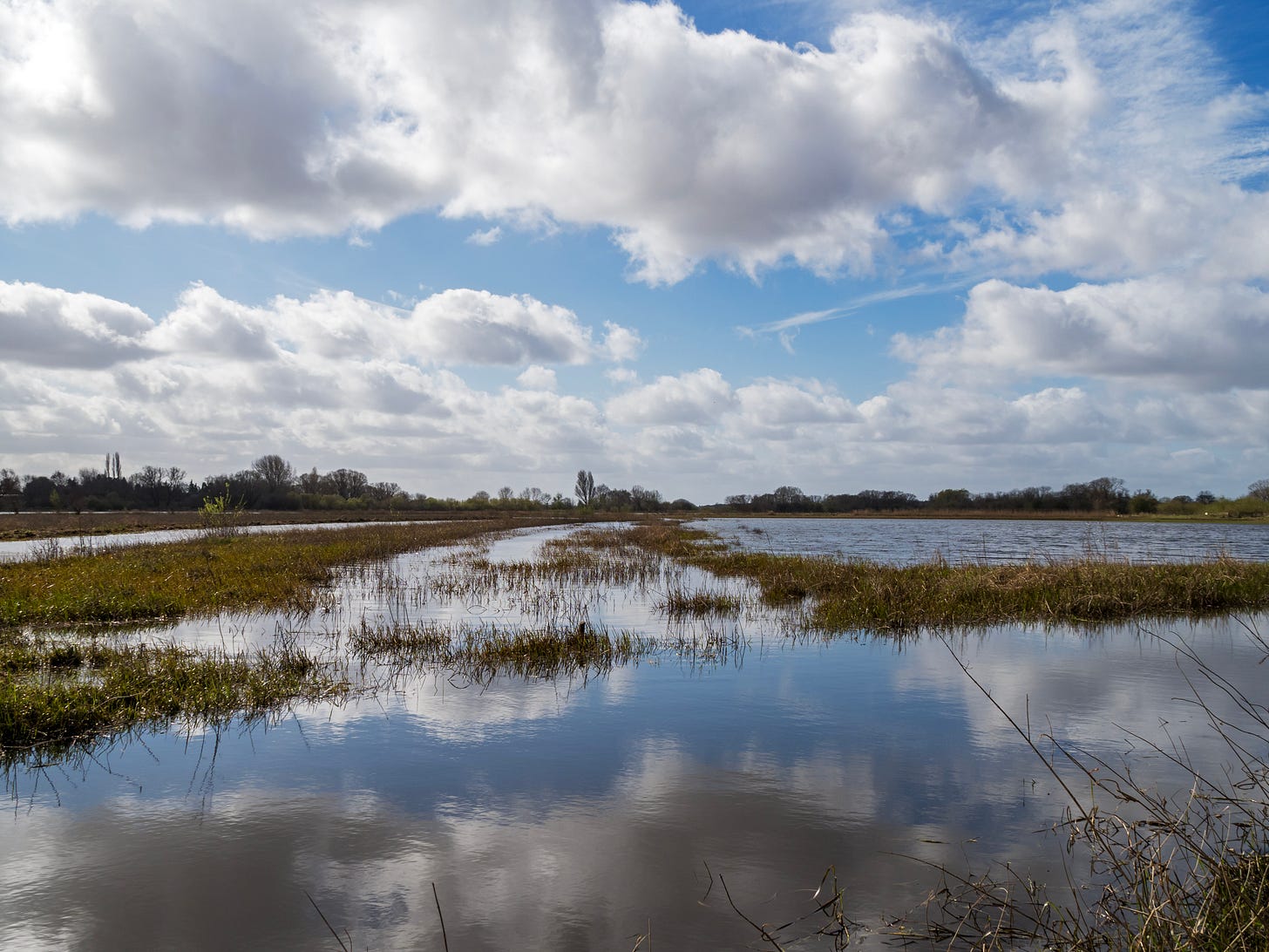 A dramatic blue cloudy sky reflected in flooded wetlands with patches of vegetation and background trees.
