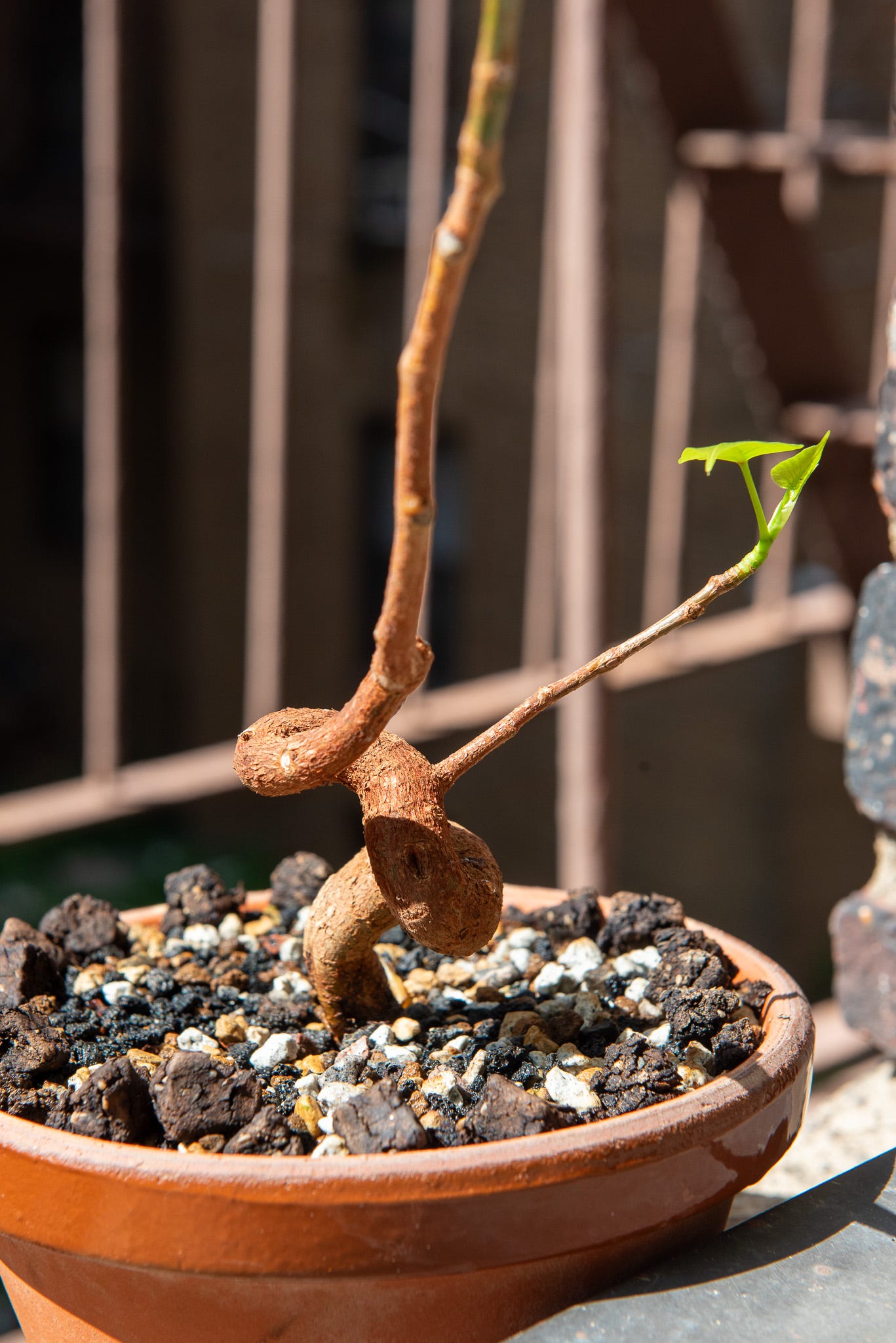 ID: Ficus religiosa bonsai