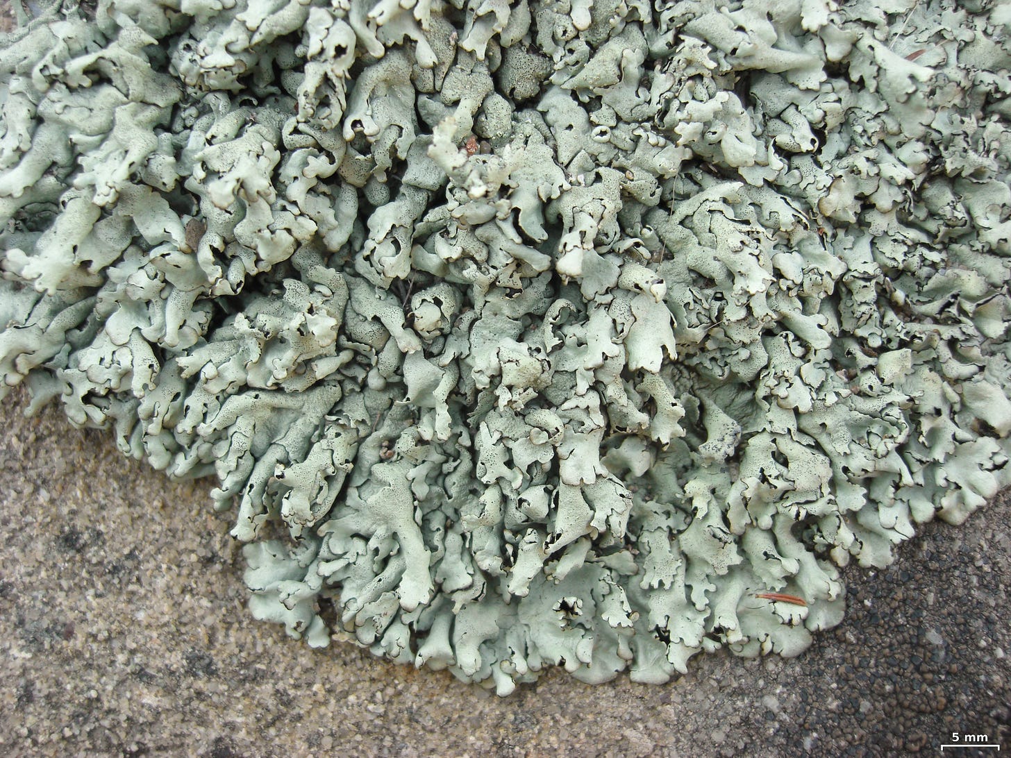 questionable rock frog lichen