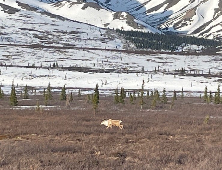 Another day, another caribou sighting at Denali.