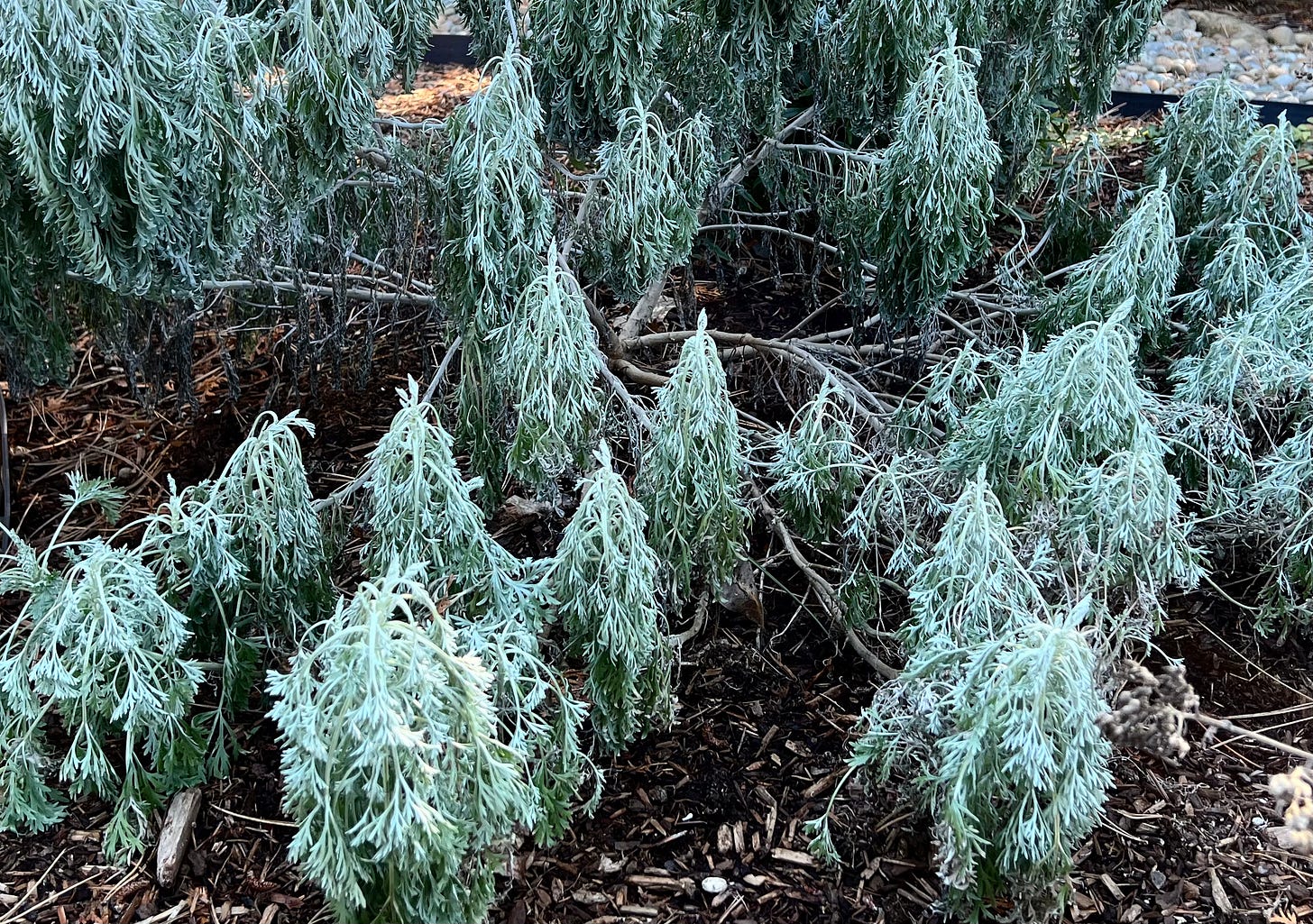 A wilty, sage-green artemisia plant with droopy leaves