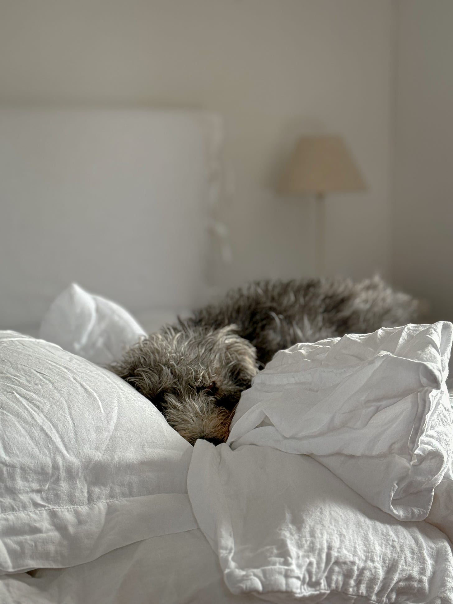 Lurcher sleeping in her owner's bed amongst white linen bedding