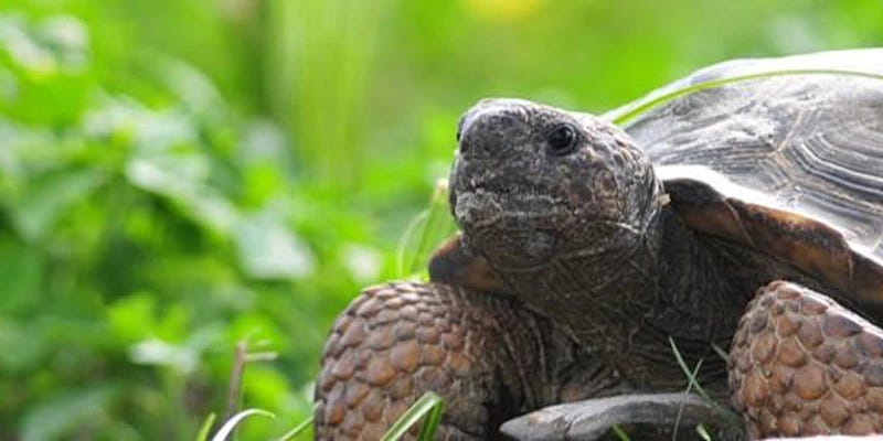 A close up of a gopher tortoise.