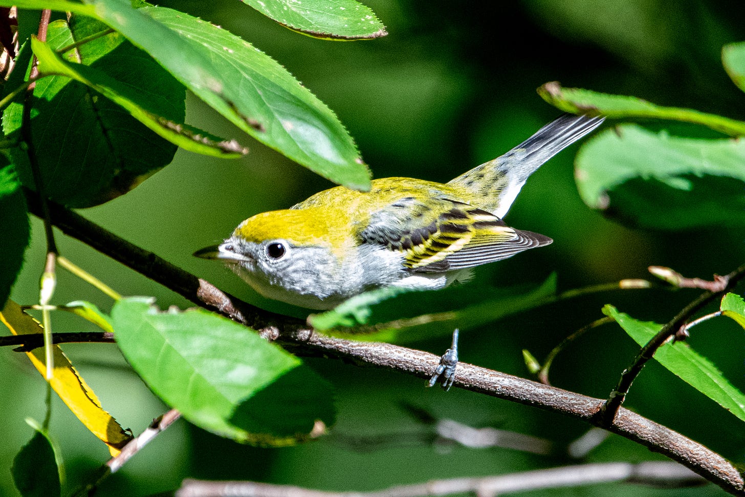 A chestnut-sided warbler, a small bird with a bright lime-green cap and back and a gray neck, leans forward, ducking its head