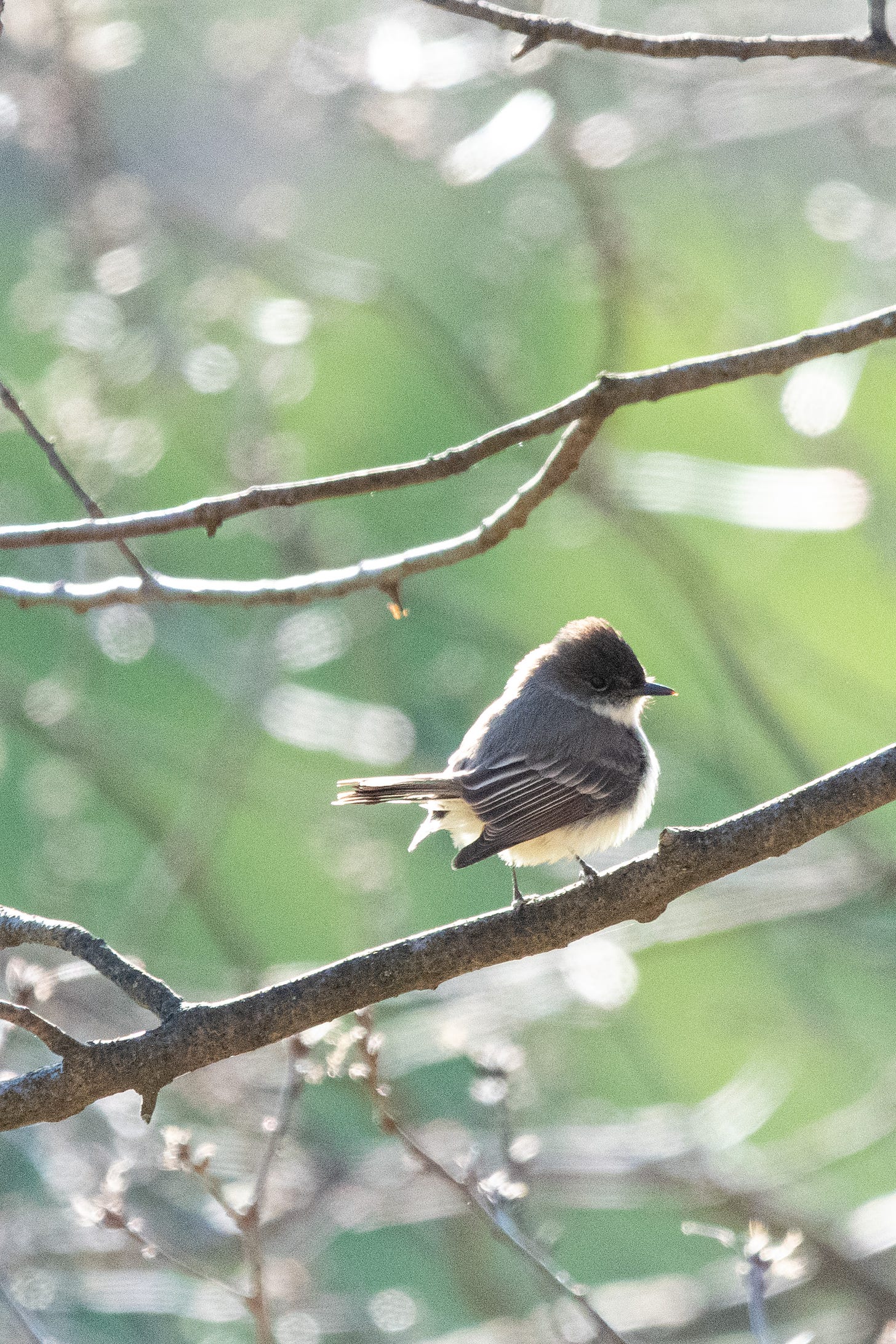 An eastern phoebe, looking back over its shoulder at the camera, perched in bare branches