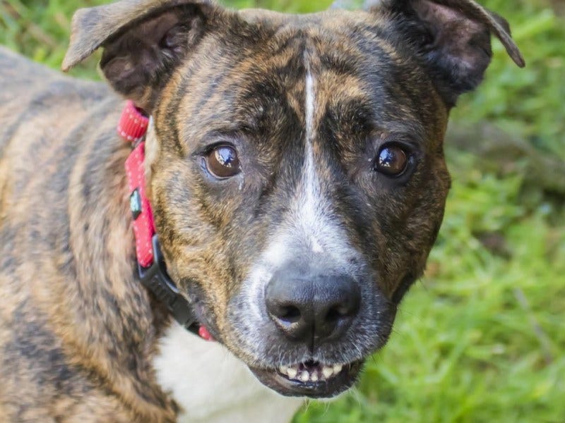 Yupe, a ‘pretty brindle potcake from the Bahamas’, seeks a loving home