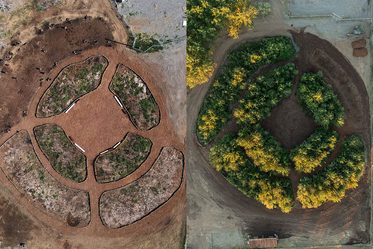 Before and After | Healing Forest on Yakama Nation in Washington, USA. Courtesy of SUGi.