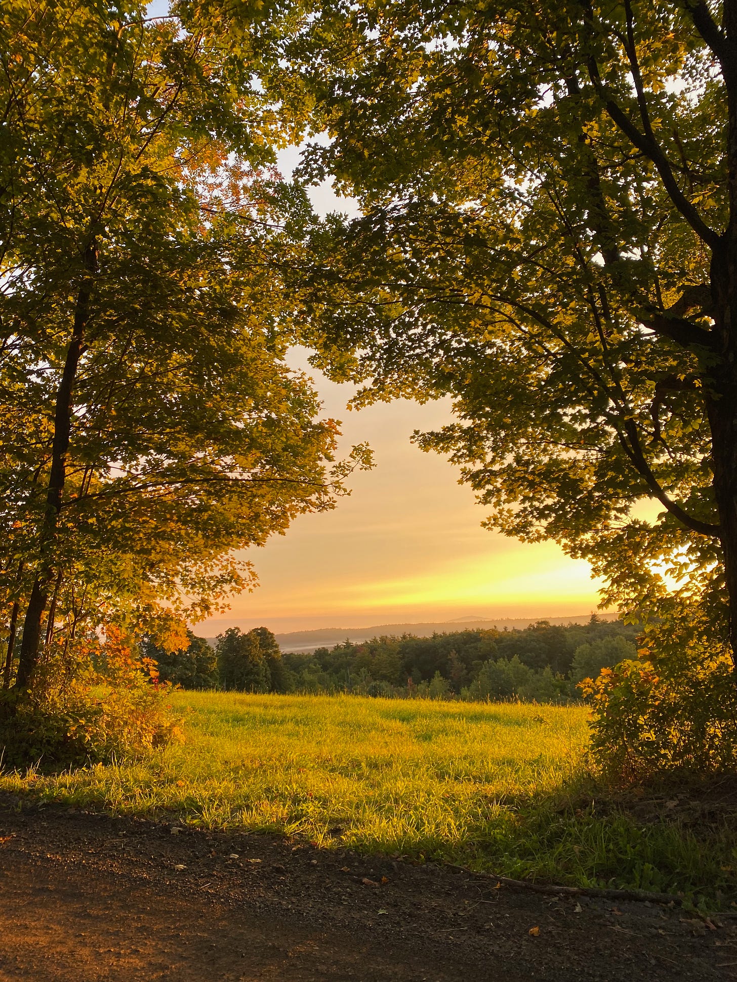 A sunlit field framed by two large trees, backlit golden by the sun.