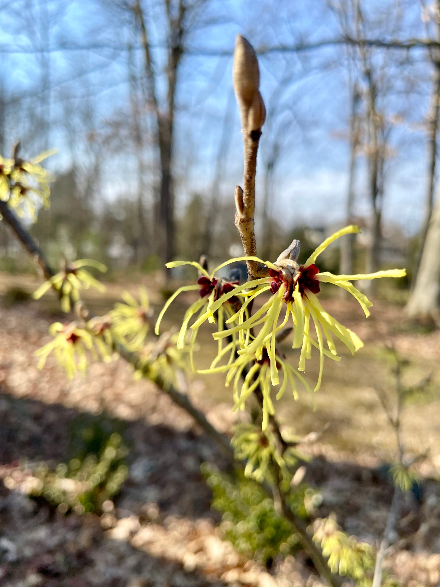 Hamamelis pallida is a soft butter yellow witch hazel just behind the Hornbeam hedge (#4) in the Cottage Garden. Hamamelis pallida is a soft butter yellow witch hazel just behind the Hornbeam hedge (#4) in the Cottage Garden.