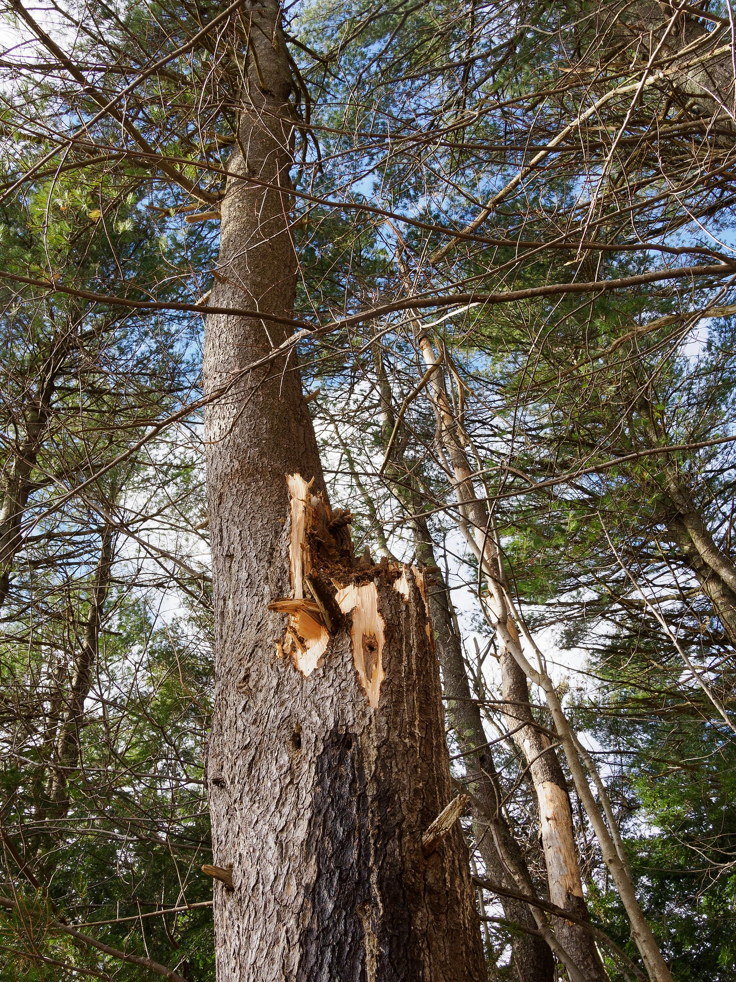 Broken pine tree branch