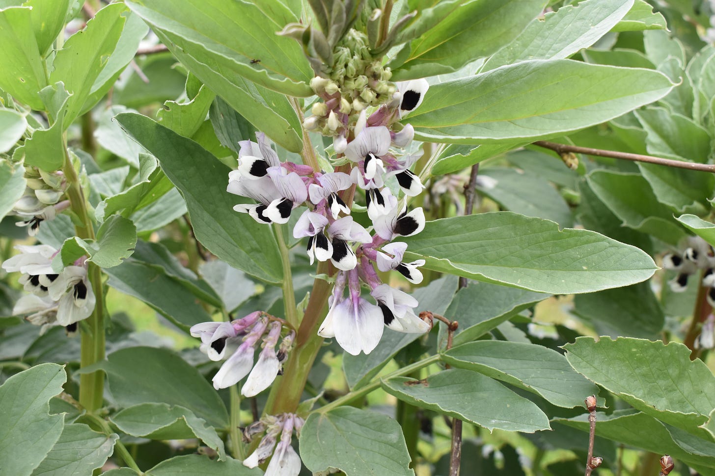 Closeup of blooming broad bean plants.