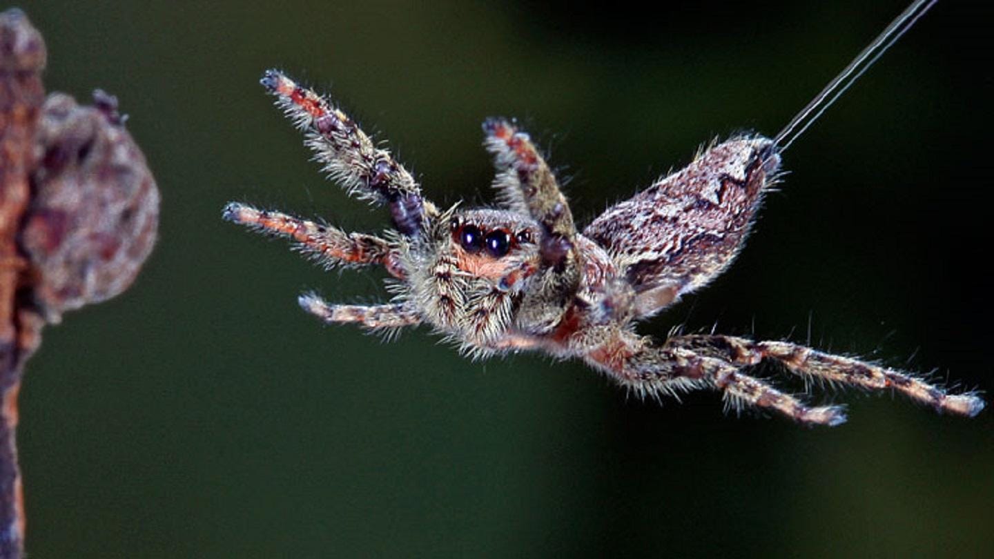 Some Spiders Can Fly, Which Means Our Worst Nightmare Is Actually Real