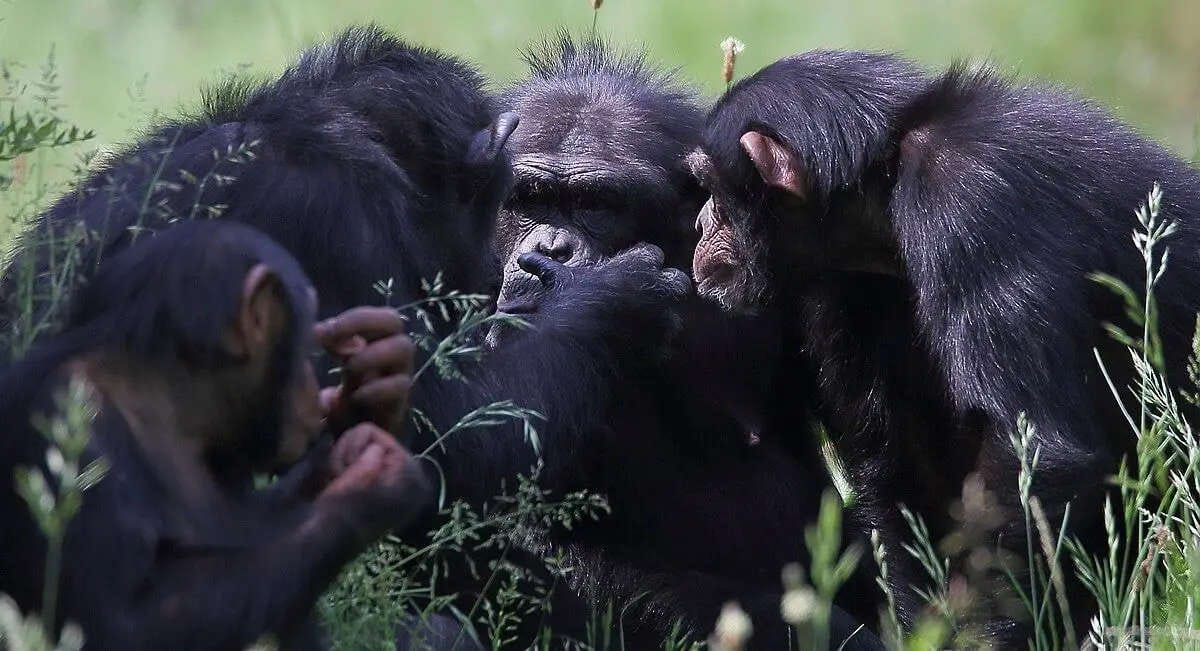 un grupo de chimpancés parece comunicarse con atención