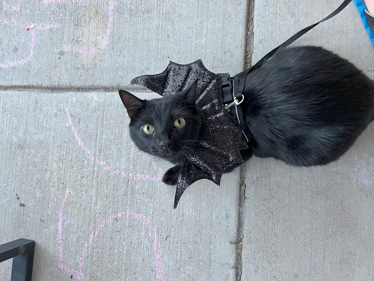 Black cat wearing bat wings