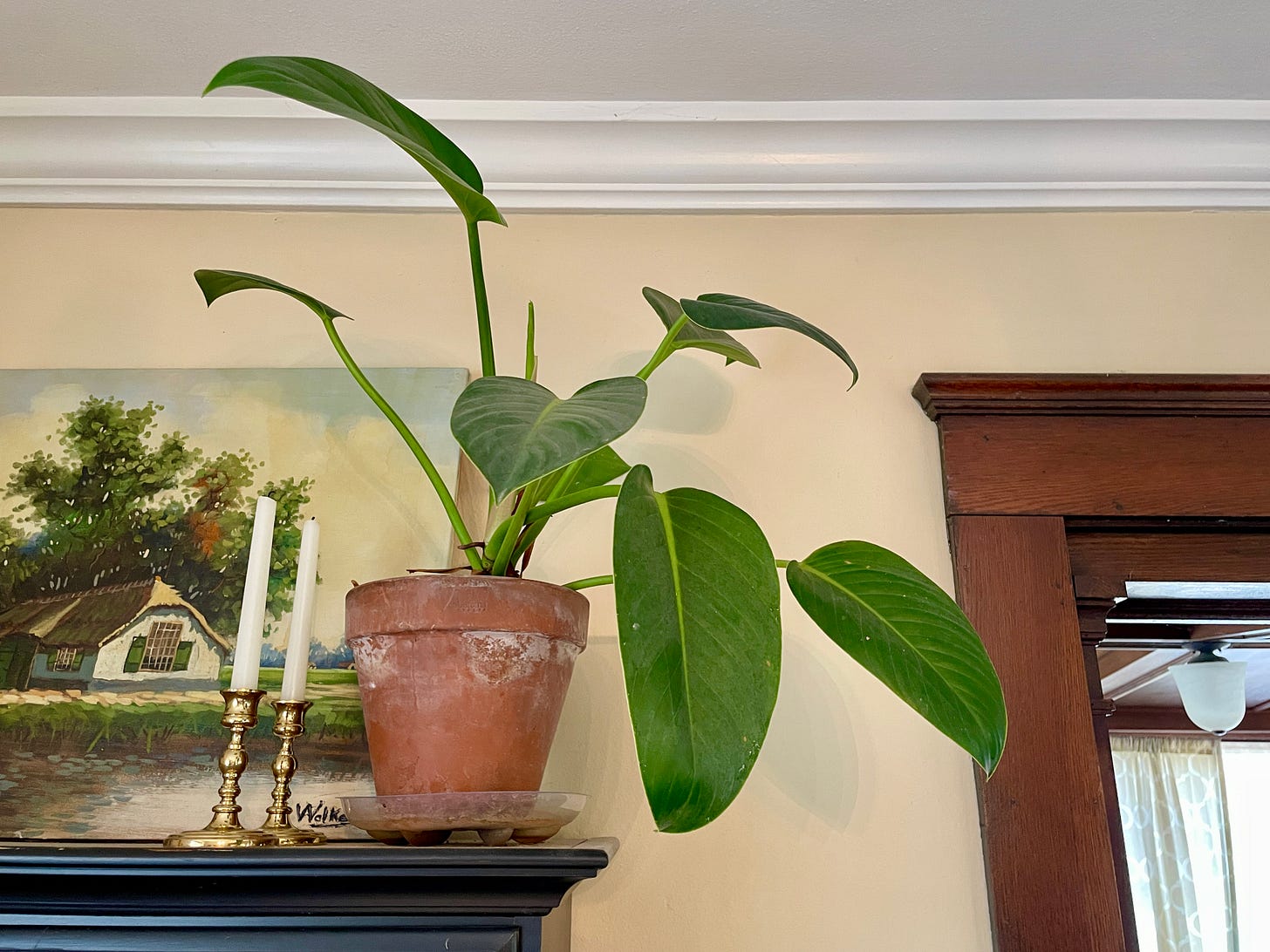 Large-leaf Philodendron ‘Imperial Green’ in indirect light on top of the dining room hutch. 