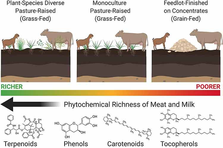 phytochemical richness of meat and milk