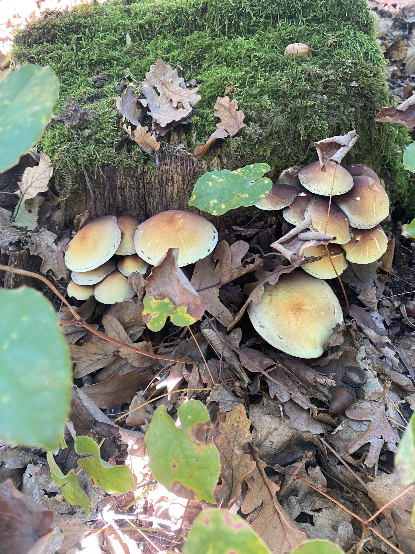 Sulphur Tuft (Hypholoma fasciculare)