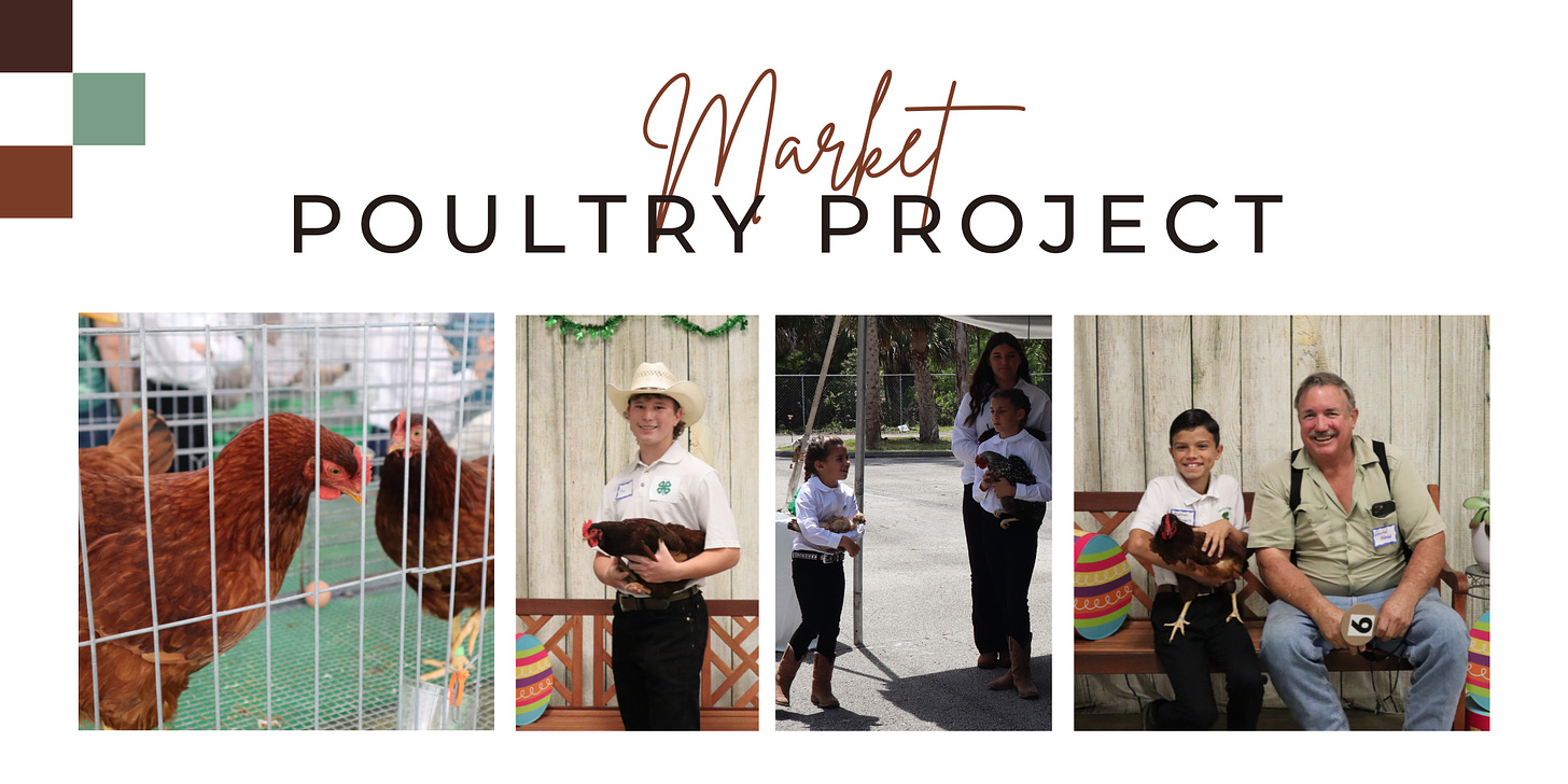 Market Poultry Project banner. There are photos of previous participants holding their birds.