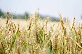 Wheat Allergy | Anaphylaxis UK