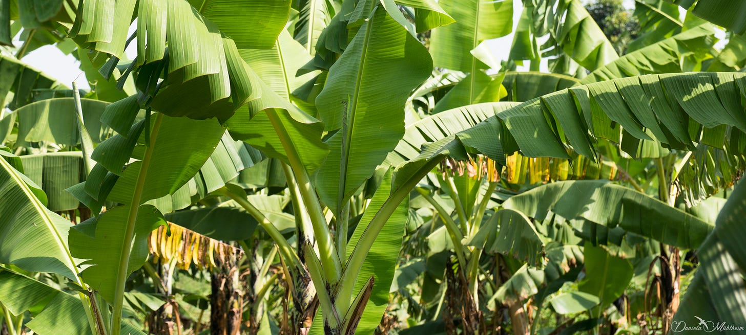 Photo of banana plants 