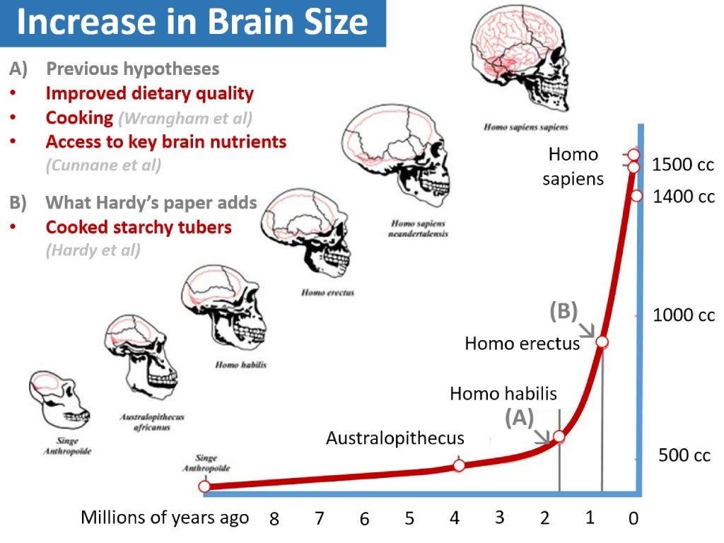 Did cooked tubers drive human evolution? – Rosemary Cottage Clinic Blog