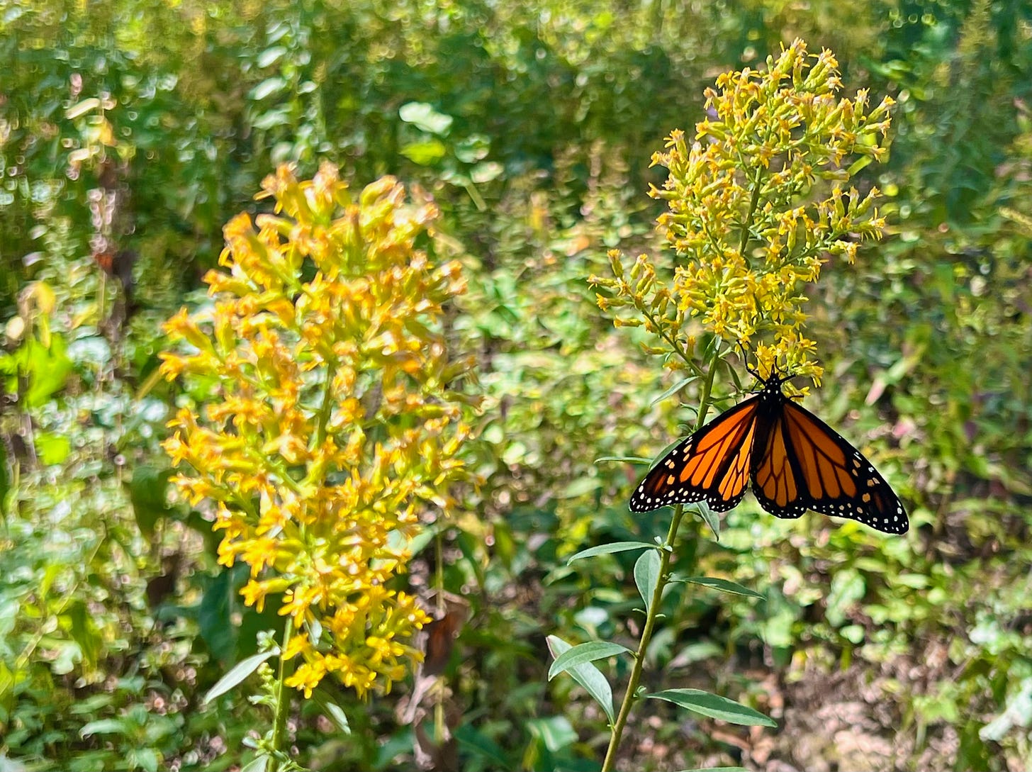 Monarch butterfly on goldenrod