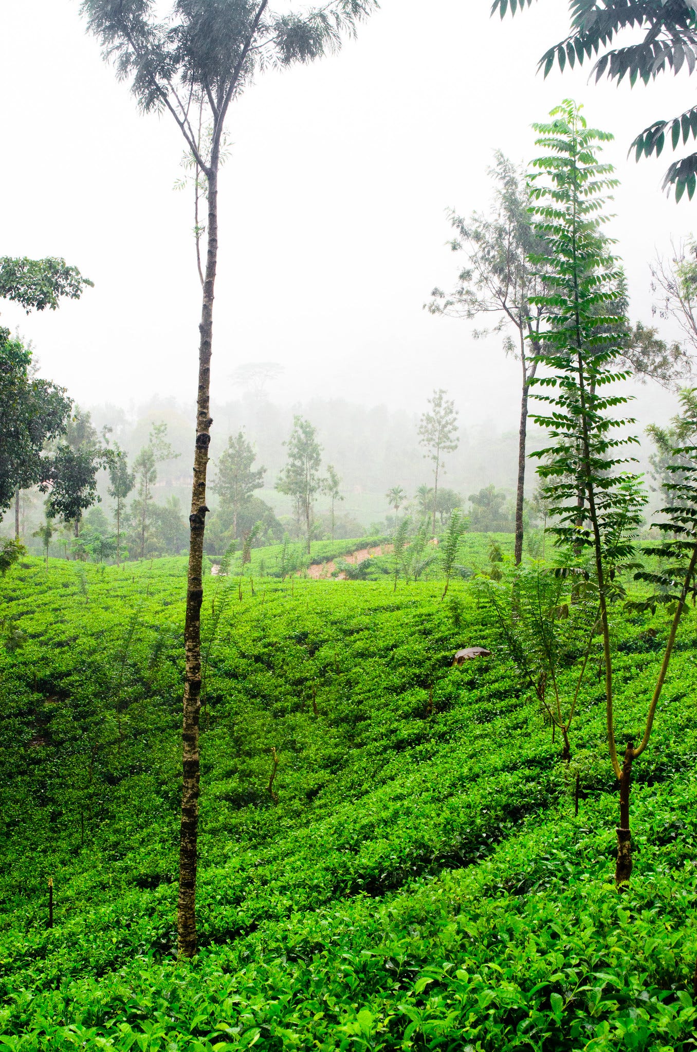 ID: Rolling tea fields