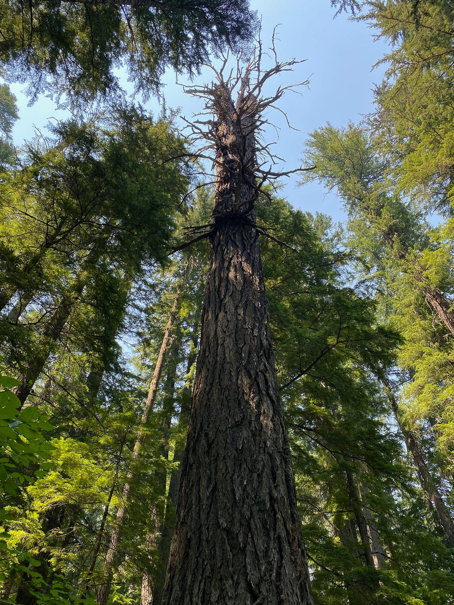 Massive tree trunk with sparse, dead branches at top, surrounded by evergreens. Angle is looking up the trunk to where dead branches are silhouetted against a blue sky.