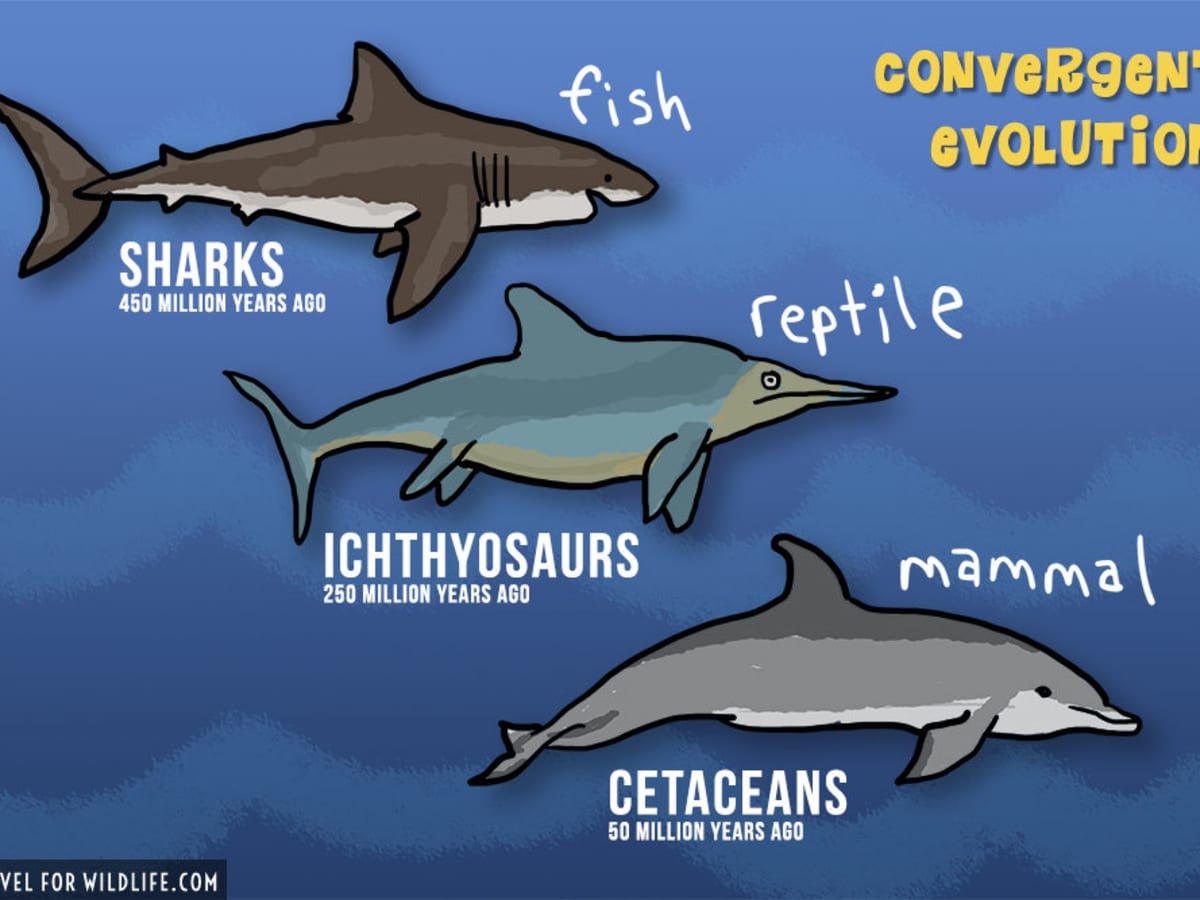 Convergent Evolution Unveils Surprising Symmetry in Plants and Animals -  Owlcation