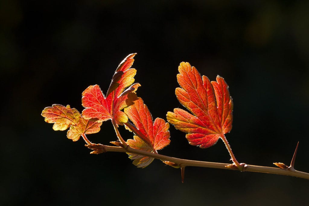 Fall Leaves