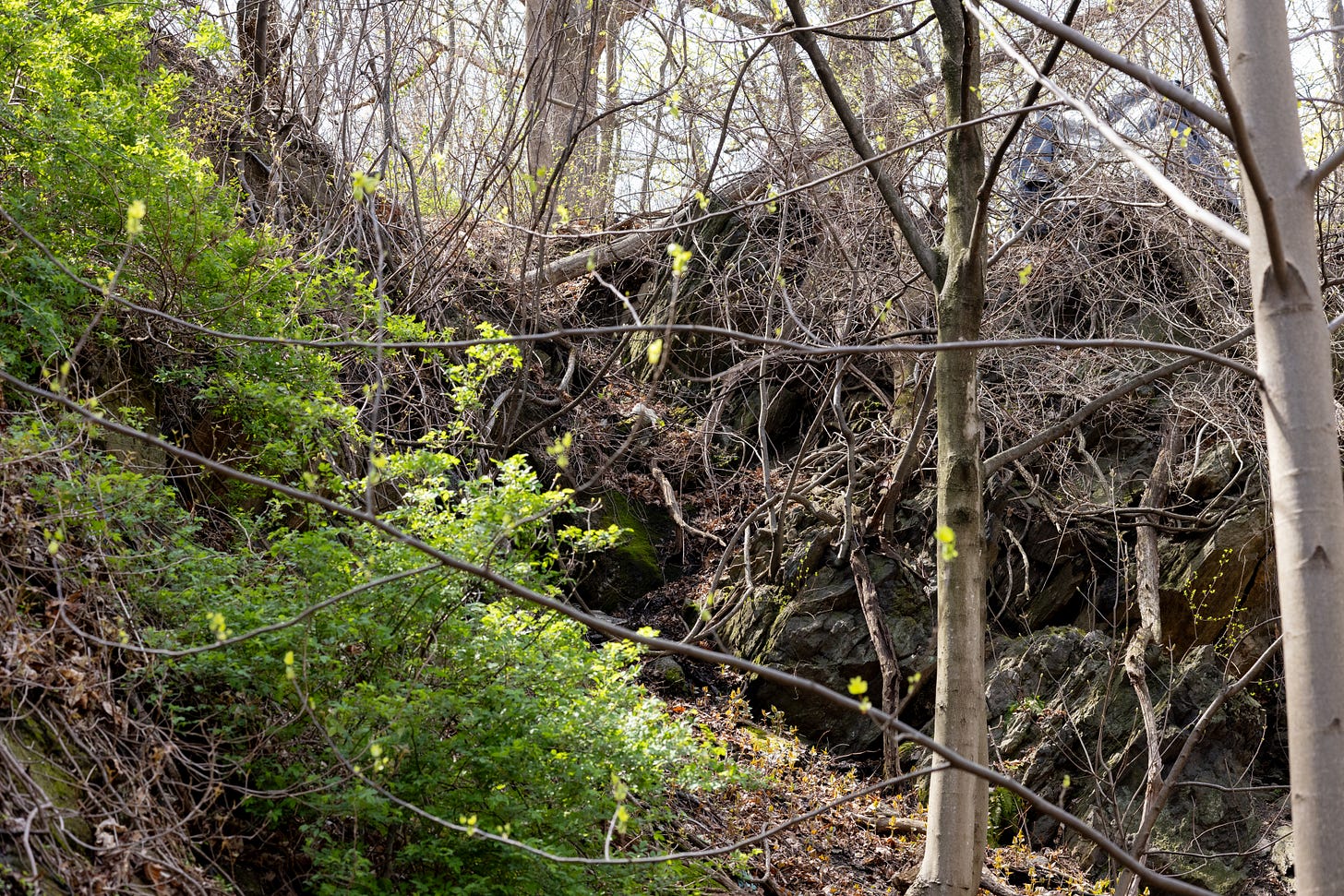 two rock outcropping rising perhaps 20-30 feet in the air. the left one is covered in low green vines, the right one covered in unleaved vines. there are tall trees in the background atop the rocks.