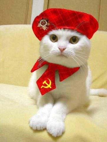 Communist cat! | Cats, Cute cats, Crazy cats